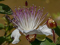 Caper (Capparis spinosa) flowers and buds, Tuscany, Italy. May.