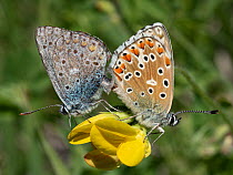 Common blue butterflies (Polyommatus icarus) pair mating on flower, male on the right, Umbria, Italy. May.