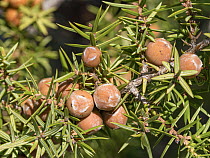 Prickly juniper (Juniperus oxycedrus) berries and foliage, Sibillini, Umbria, Italy. May.