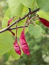 Judas tree (Cercis siliquastrum) fruits hanging from branch, Sibillini, Umbria, Italy. May.