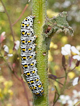 Mullein moth (Cucullia verbasci) caterpillar, crawling on plant stem, nr Lago di Varano, Gargano, Puglia, Italy. April.