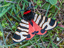 Banded tiger moth (Eucharia festiva) resting on the ground, nr Monte Saint Angelo, Gargano, Italy. April.