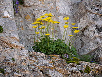 Leopard's bane (Doronicum columnae) in flower on limestone rocks, Gargano, Puglia, Italy. April.