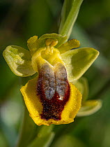 Slcilian ophrys (Ophrys lutea sicula) in flower, Gargano, Puglia, Italy. April.