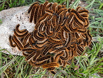 Group of Lackey moth caterpillars (Malacosoma neustria) gathered on a rock, Gargano, Puglia, Italy. April.