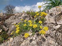 Golden alyssum (Alyssum saxatile) in flower on rocky limestone ground, nr Monte Saint Angelo, Gargano, Puglia, Italy. April.
