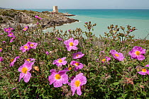 Cretan cistus (Cistus creticus) in flower along the coast with Torre di Porticello, a 16th century watchtower, in the distance, nr Vieste, Gargano, Puglia, Italy. April.