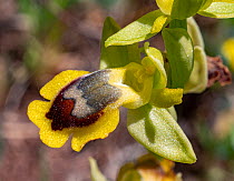 Corsican ophrys (Ophrys corsica) in flower, Gargano, Puglia, Italy. April.