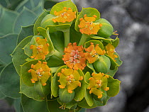 Broad-leaved glaucus spurge (Euphorbia myrsinites) in flower, Gargano, Puglia, Italy. April.