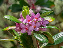 Silky daphne (Daphne sericea) in flower, Gargano, Puglia, Italy. April.