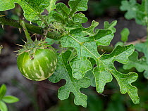 Devil's apple (Solanum linnaeanum) fruit, nr Peschici, Gargano, Puglia, Italy. April.