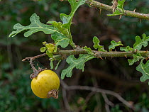 Devil's apple (Solanum linnaeanum) fruit, nr Peschici, Gargano, Puglia, Italy. April.
