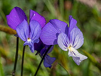 Gargano pansies (Viola heterophylla graeca) in flower, nr San Giovanni Rotondo, Gargano Peninsula, Italy. April.