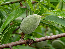 Almond (Prunus dulcis) fruit and foliage, Gargano, Puglia, Italy. April.