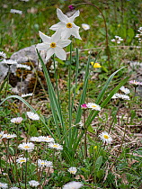 Poet's narcissus (Narcissus poeticus) in flower in woodland, nr Monte St Angelo, Gargano, Puglia, Italy. April.
