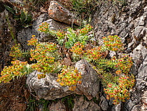 Broad-leaved glaucus spurge (Euphorbia myrsinites) in flower on limestone rocks, Gargano, Puglia, Italy. April.