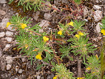 Ground pine (Ajuga chamaepitys) in flower on dry, stony ground, Gargano, Puglia, Italy. April.