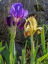 Twin-flowered iris (Iris bicapitata) left, Southern dwarf iris (Iris pseudopumila) right, in flower, Gargano, Puglia, Italy.  April.