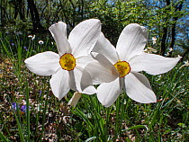 Poet's narcissus (Narcissus poeticus) in flower in woodland, nr Monte St Angelo, Gargano, Puglia, Italy. April.