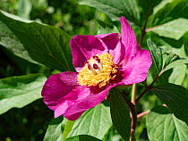 Male peony (Paeonia mascula) in flower, Monte St Angelo, Gargano, Puglia, Italy. April.