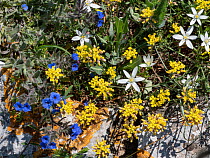 Dyer's alkanet (Alkanna tinctoria), Basket of gold (Alyssum saxatile) and Star of Bethlehem (Ornithogalum umbellatum) in flower on rocky ground, Gargano, Puglia, Italy. April.