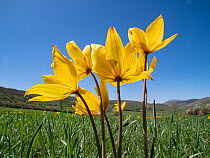 Yellow tulips (Tulipa sylvestris) in flower in grassland, nr Monte St Angelo, Gargano, Puglia, Italy. April.