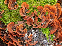 Leather bracket fungus (Stereum subtomentosum) growing on fallen tree in woodland, Gargano, Puglia, Italy. April.