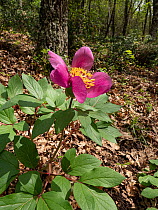 Male peony (Paeonia mascula) in flower in woodland, Monte St Angelo, Gargano, Puglia, Italy. April.