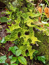 Tree lungwort (Lobaria pulmonaria), a large epiphytic lichen consisting of an ascomycete fungus and a green algal partner living together in a symbiotic relationship with a cyanobacterium, growing in...