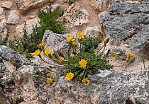Perennial hyoseris (Hyoseris radiata) in flower among rocks,  Gargano, Puglia, Italy. April.