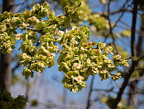 Hoary elm (Ulmus minor canescens) flowers, Gargano, Puglia, Italy. April.