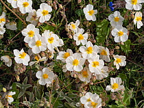 Apennine rockrose (Helianthemum appeninum) in flower, Gargano, Puglia, Italy. April.