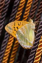 Silver washed fritillary (Argynnis paphia) female, resting on kitchen curtains feeding from whatever has been deposited from the air, Podere Montecucco, Orvieto, Umbria, Italy. June.