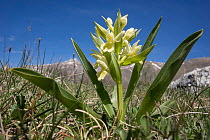 Elder flower orchid (Dactylorhiza sambucina) yellow form, in flower with mountains in background, Campo Imperatore, Apennines, Abruzzo, Italy. April.
