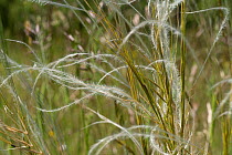 Apennine steppe grass (Stipa dasyvaginata appenicola) in summer, Umbria, Italy. June.