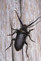 Weaver beetle (Lamia textor) portrait, Podere Montecucco, Orvieto, Umbria, Italy. June.