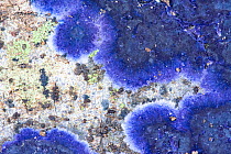 Cobalt crust fungus (Terana caerulea) on Chestnut (Castanea sp.) tree bark, Podere Montecucco, Orvieto, Italy. November.