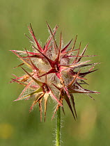 Star clover (Trifolium stellatum) seed head, nr Preci, Umbria, Italy. June.