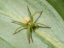 Green huntsman spider (Micrommata virescens) resting on a leaf, Podere Montecucco, Orvieto, Italy. June.
