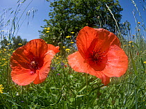 Long-headed poppies (Papaver dubium) in flower on farmland in summer, Podere Montecucco, Umbria, Italy. June.