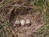 Woodlark (Lullula arborea) eggs in nest, Campo Imperatore, Abruzzo, Italy. June.