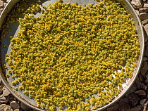 Fennel flowers (Foeniculum vulgare) in a pot, drying in the sun before being made into powder, Podere Montecucco, Orvieto, Italy. August.