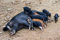 RF - Corsican pig (Sus scrofa domestica) sow suckling piglets, free-range pig family in the forest of Castagniccia, Haute Corse, Corsica. June. (This image may be licensed either as rights managed or...