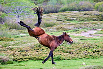 Corsican horse (Equus caballus) kicking up its heels while running, Coscione Plateau, Corsica Island. June.