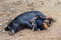 Corsican pig (Sus scrofa domestica) sow suckling piglets, free-range pig family in the forest of Castagniccia, Haute Corse, Corsica. June.