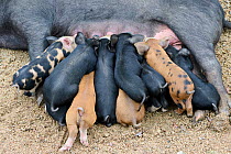 Corsican pig (Sus scrofa domestica) sow suckling her piglets, Castagniccia, Haute Corse, Corsica. June.