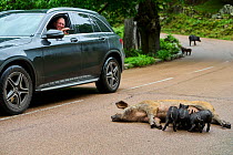 Corsican pig (Sus scrofa domestica) sow sucking piglets on the road with a tourist photographing the scene from his vehicle. Free-range pig family in the forest of Castagniccia, Haute Corse, Corsica....