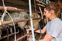 Goat breeder milking Goats mechanically in milking shed, Altiani village, Corte area, Haute Corse, Corsica. June. Model released.