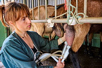 Goat breeder milking Goats mechanically in milking shed, Altiani village, Corte area, Haute Corse, Corsica. June. Model released.