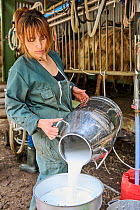 Goat breeder pouring goat's milk into a bucket in milking shed, Altiani village, Corte area, Haute Corse, Corsica. June. Model released.